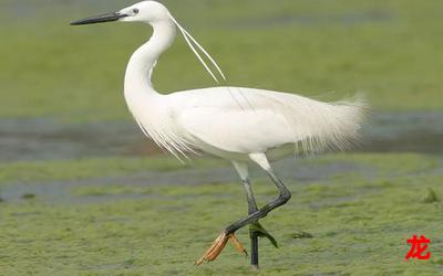 旅馆白鹭-旅馆白鹭漫画&【完整版】-旅馆白鹭全文观看 旅馆白鹭-旅馆白鹭漫画&【完整版】-旅馆白鹭全文观看