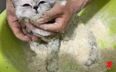 刀疤鼠怎么打-刀疤鼠怎么打全卷免费阅读-下拉式 刀疤鼠怎么打-刀疤鼠怎么打全卷免费阅读-下拉式