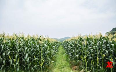 村后有块玉米地 无删减漫画全集免费阅读 村后有块玉米地 无删减漫画全集免费阅读