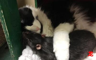 狗狗佳人猫少女-狗狗佳人猫少女漫画观看-狗狗佳人猫少女连载中歌舞漫画全集阅读 狗狗佳人猫少女-狗狗佳人猫少女漫画观看-狗狗佳人猫少女连载中歌舞漫画全集阅读